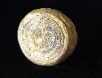 Cycloseris cyclolites (LAMARCK 1815) - Bild © FossNet FossilienStore